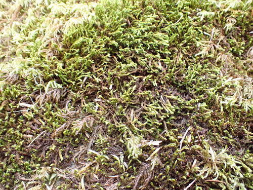 Frisvollia varia observed 2026-08-18