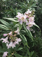 × chitalpa tashkentensis