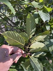 Frangula betulifolia, photograph (c) Sam Kieschnick, some rights reserved (CC BY)
