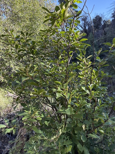 Frangula betulifolia, photograph 5