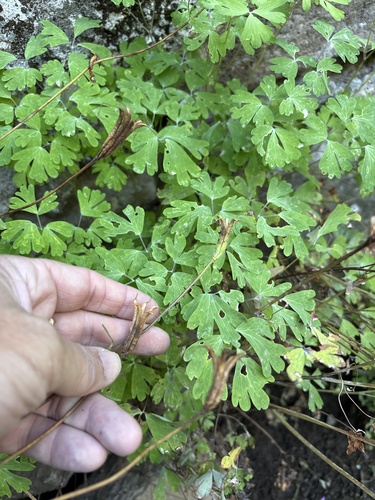 Aquilegia longissima