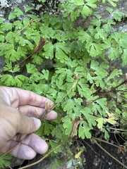 Aquilegia longissima