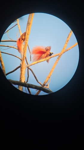 Paradisaea raggiana observed 2026-08-19