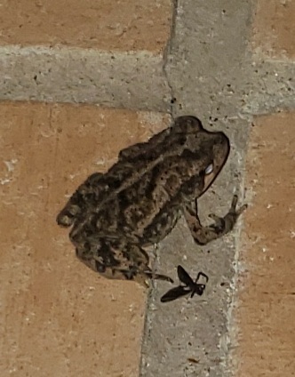 Gulf Coast Toad