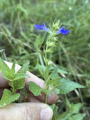 Salvia arizonica