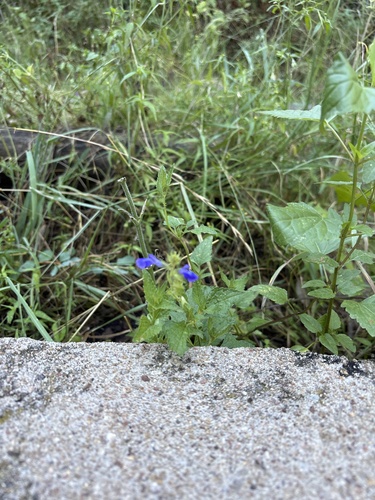 Salvia arizonica, photograph 2