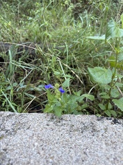 Salvia arizonica, photograph (c) Sam Kieschnick, some rights reserved (CC BY)