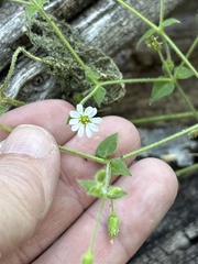 Stellaria cuspidata