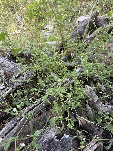 Stellaria cuspidata, photograph 2