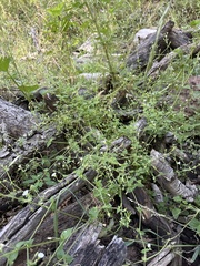 Stellaria cuspidata, photograph (c) Sam Kieschnick, some rights reserved (CC BY)