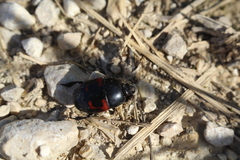 Hister quadrimaculatus