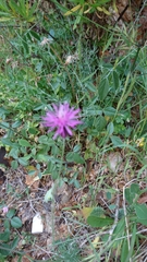 Crupina crupinastrum