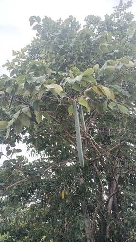 Wrightia arborea observed 2026-08-19