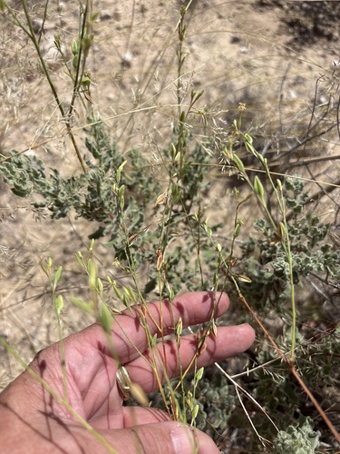 Oenothera cinerea