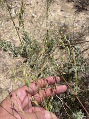 Oenothera cinerea
