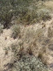 Oenothera cinerea, photograph (c) Sam Kieschnick, some rights reserved (CC BY)