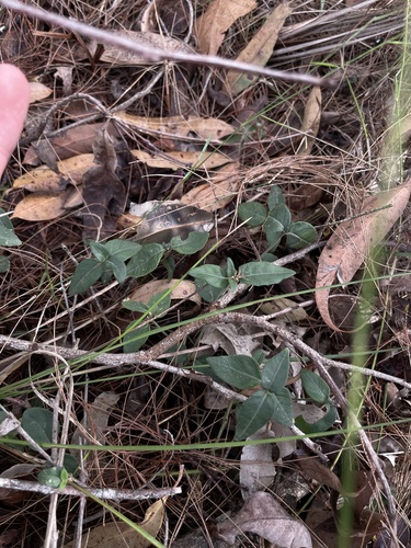 Brunoniella australis, 2026-08-19