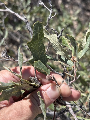 Quercus havardii