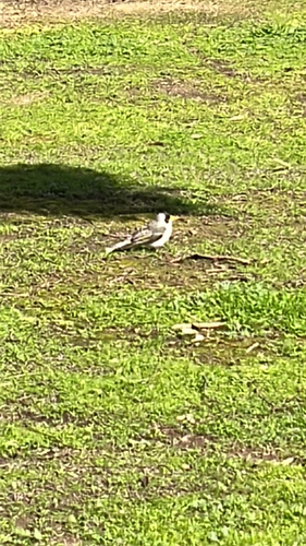 Noisy Miner