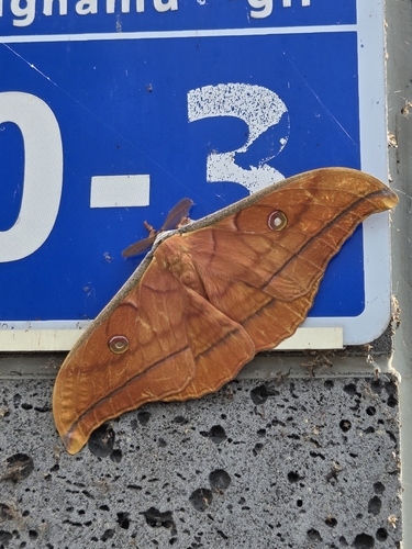 Japanese Silk Moth