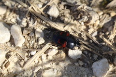 Hister quadrimaculatus