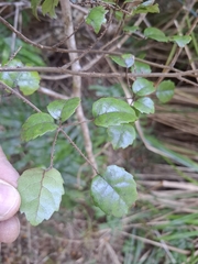 Rubus australis, photograph author not stated, no rights reserved