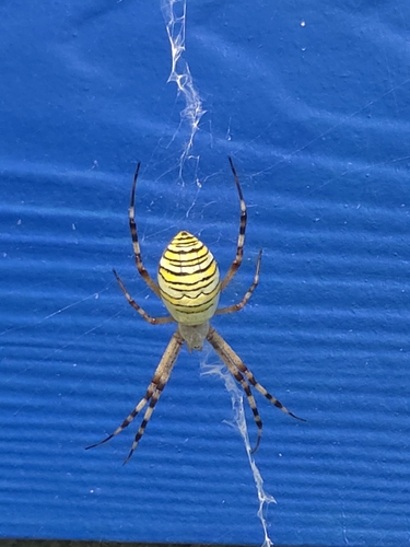 Wasp Spider