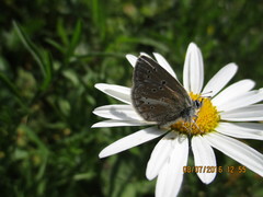 Aricia nicias