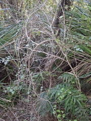 Rubus australis, photograph author not stated, no rights reserved