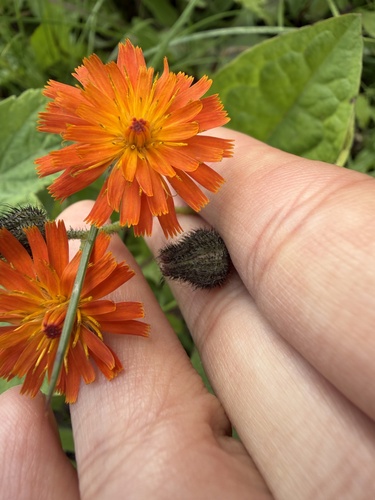 orange hawkweed