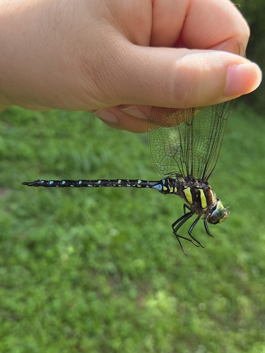 Sedge Darner