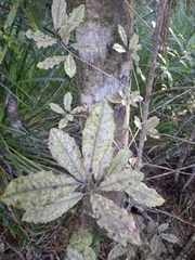Quintinia serrata, photograph author not stated, no rights reserved