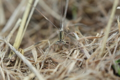 Platycnemis