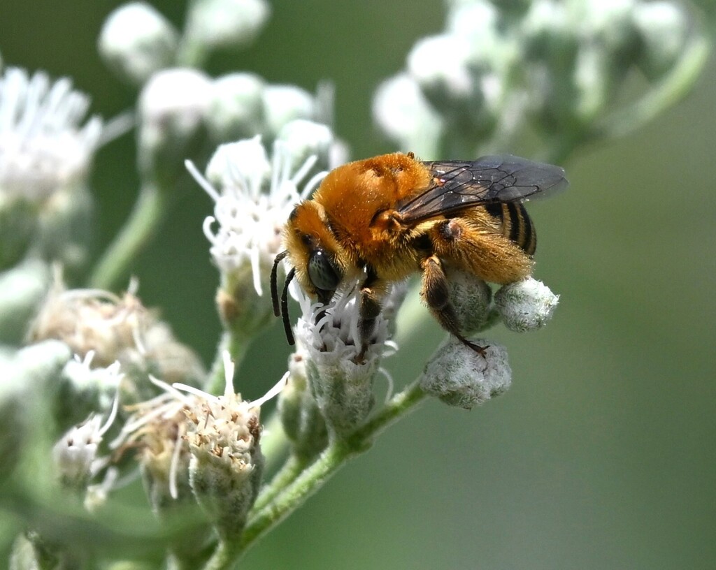 Dark-veined Longhorn