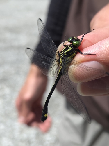Anisogomphus maacki
