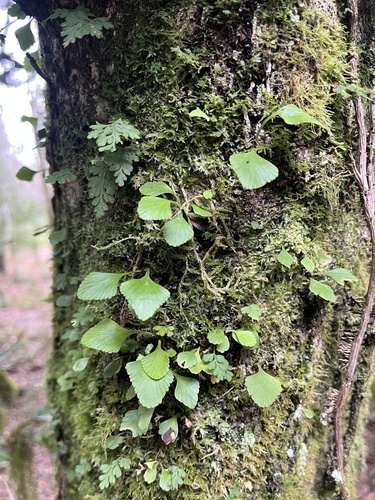 Asplenium trilobum, 2026-08-18