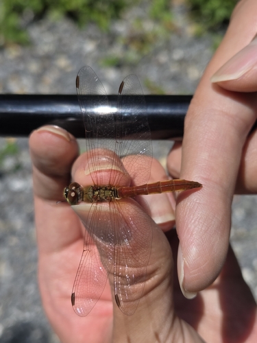 Spotted Darter