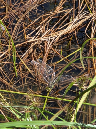 Siberian Hawker