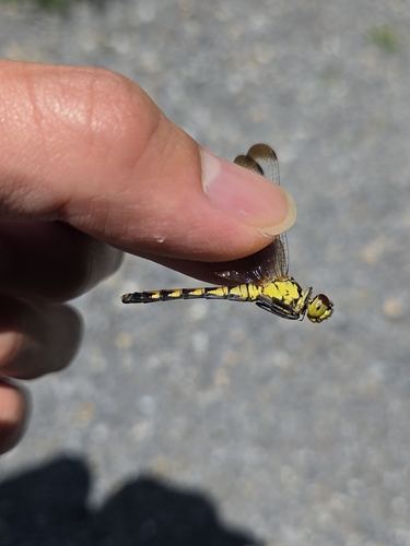 Four-tipped Darter