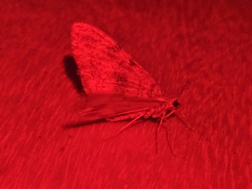 iNaturalist observation photo of Carpet Moths