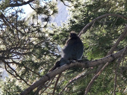 iNaturalist observation photo of Steller's Jay