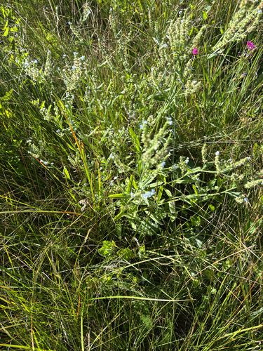 Hackelia floribunda observed 2026-08-18