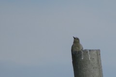 Melanerpes aurifrons