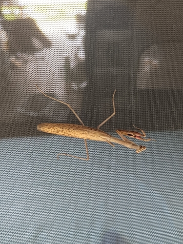 Asian Jumping Mantis