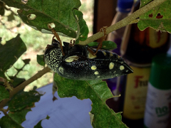 Sternocera castanea boucardii