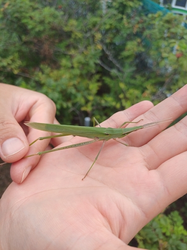 Oriental Longheaded Locust