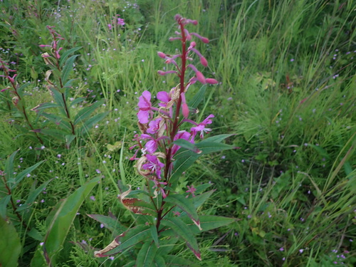 fireweed