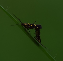 Eretmocera impactella