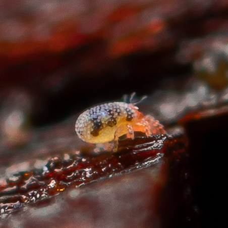 Nanorchestidae