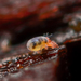 Nanorchestidae - Photo (c) mrmacro, algunos derechos reservados (CC BY-NC)